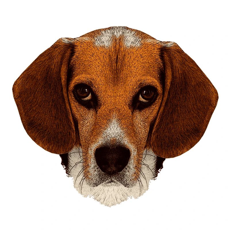 jagdhunde, Beagle leinwand optik