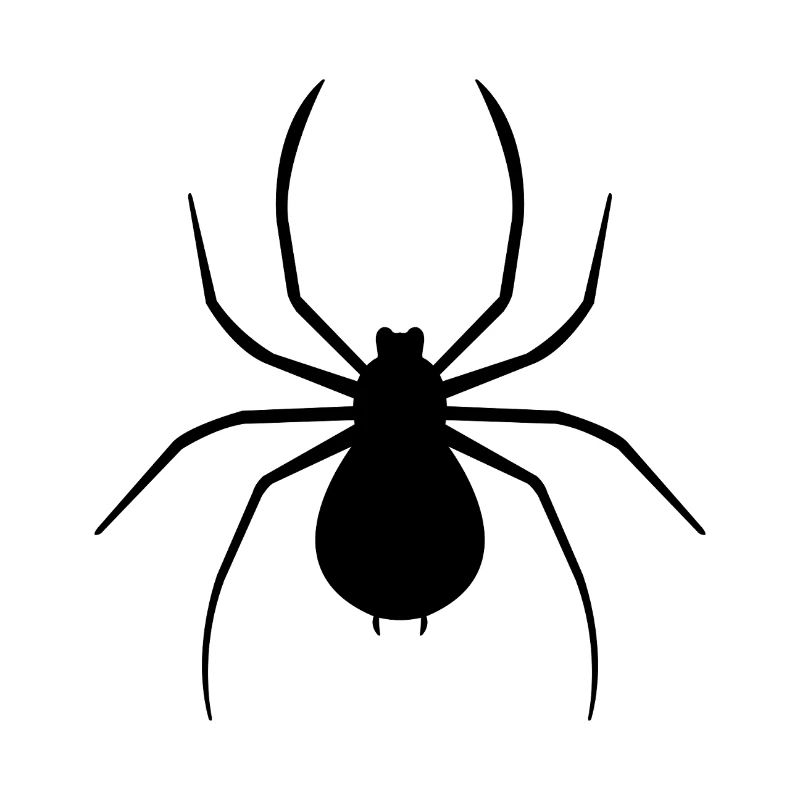 Spinne