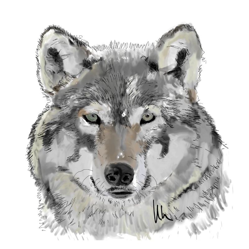 Wolf