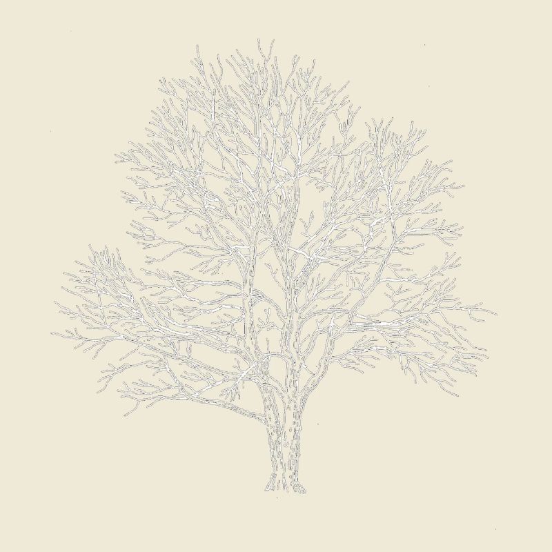 Weißer Baum Silhouette Eiche Wald Natur 