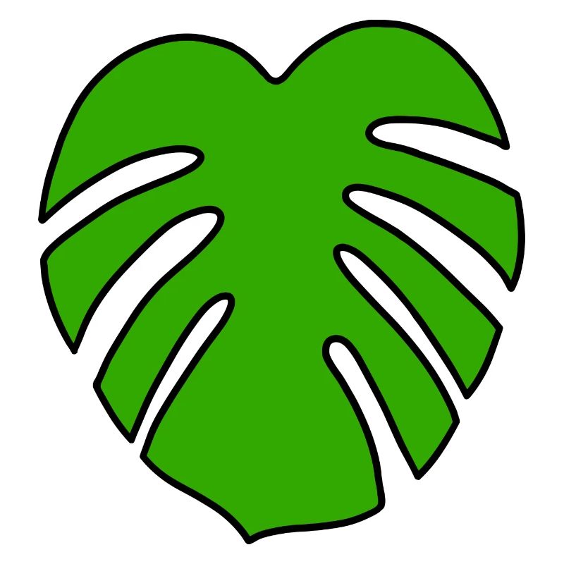 Monstera Pflanze