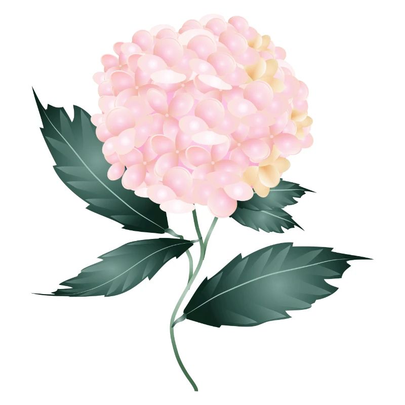 A delicate pink hydrangea - Fascinating flower