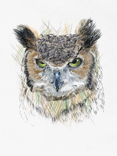 Owl
