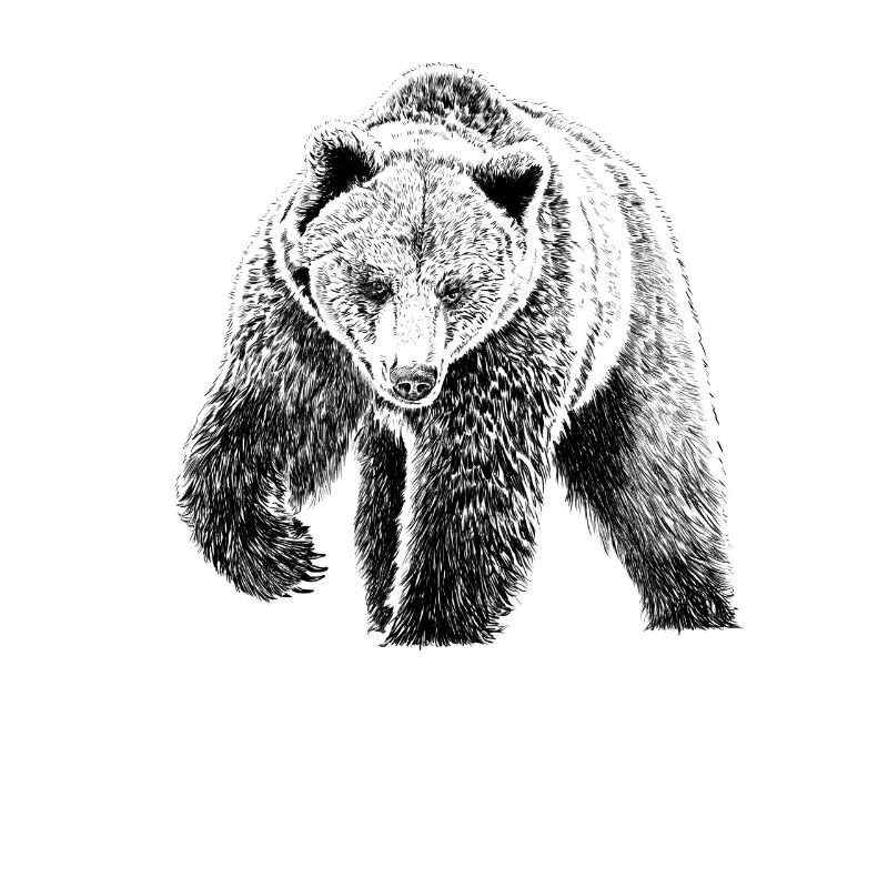 bear