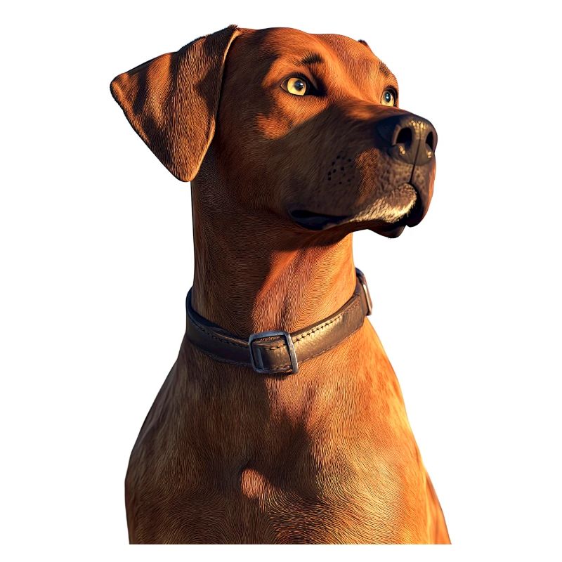 Rhodesian Ridgeback Jagdhund Hunde Stolz Ridgeback