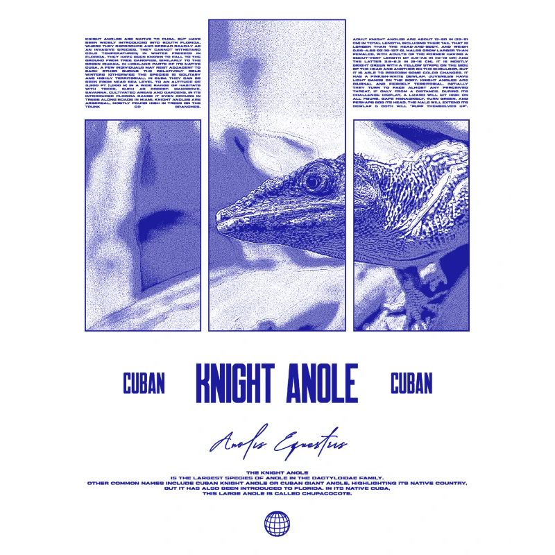 Cuban Knight Anole Lizard Owner Reptile Keeper