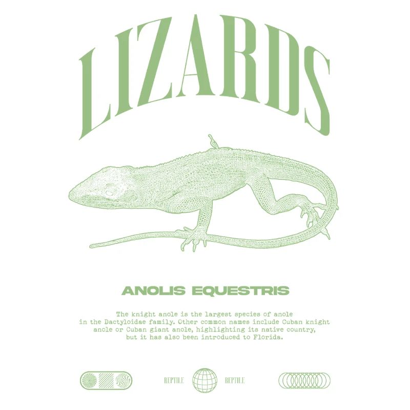 Cuban Knight Anole Reptile Keeper Lizard