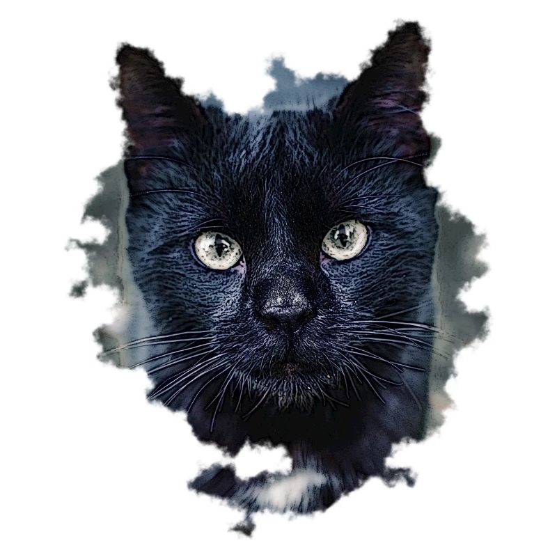 blackcat/ schwarze Katze