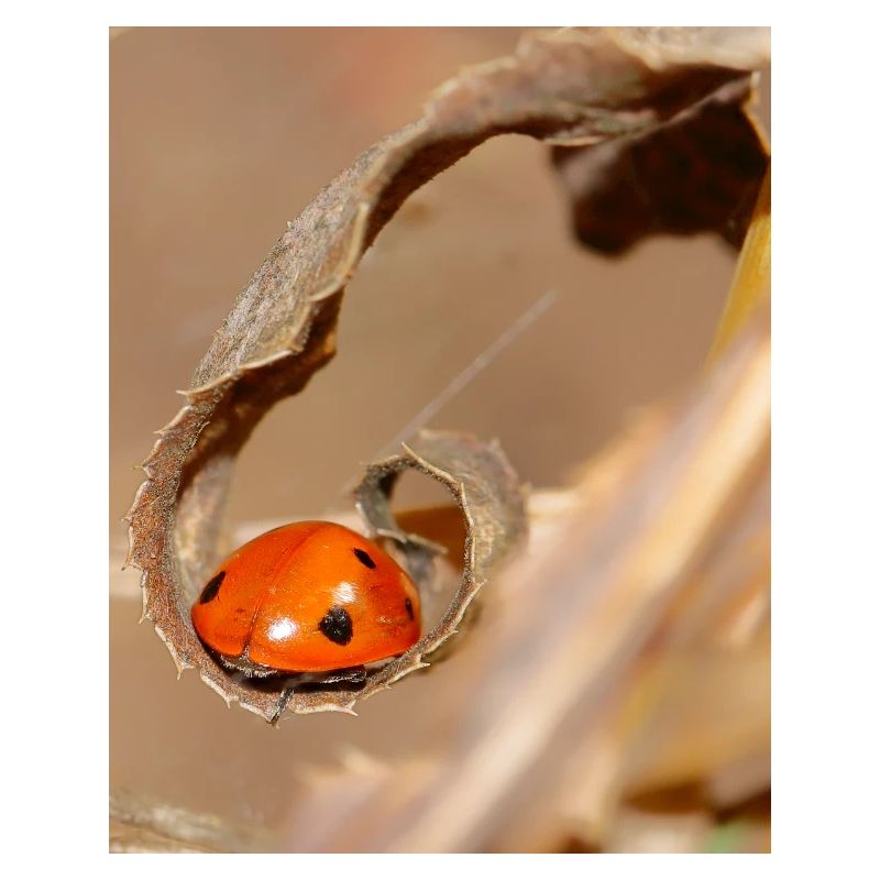Ladybug on dried leaf