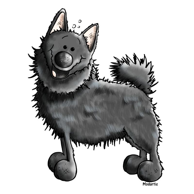 Drôle Schipperke - Chien