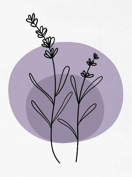 Lavande noir violet