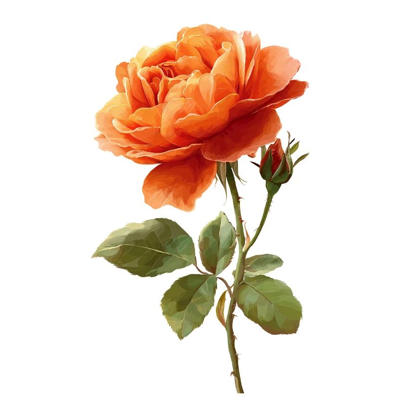 Rose orangée