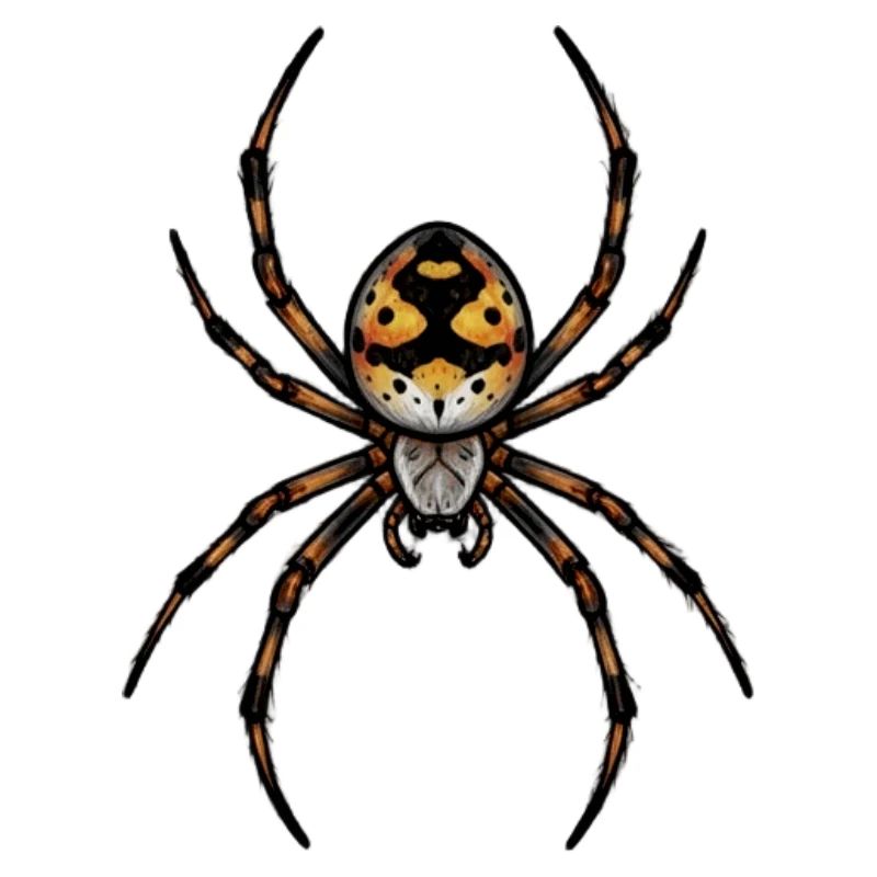 small spider