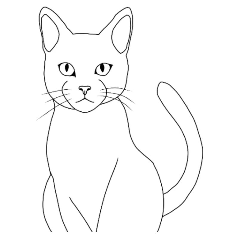 Chat minimaliste élégant 