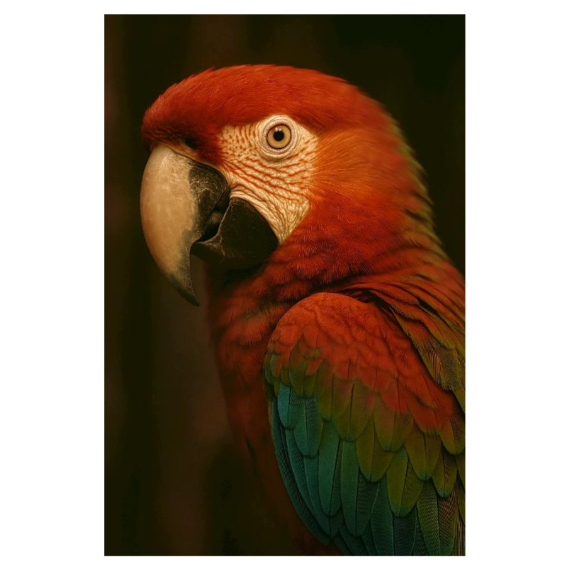 Animals - Parrot