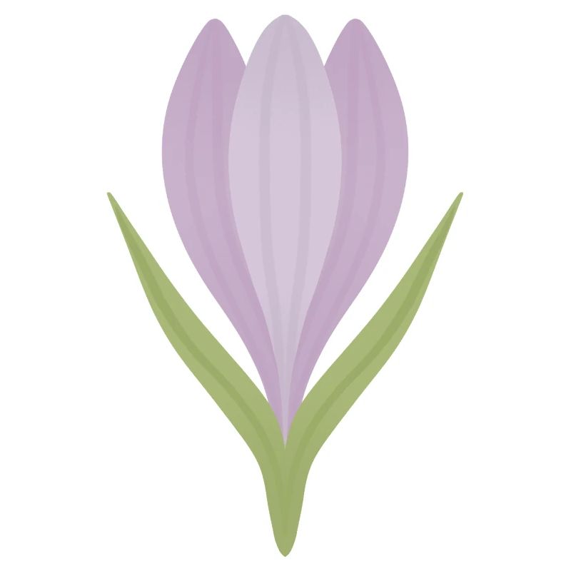 Lilac Crocus Bloom Illustration
