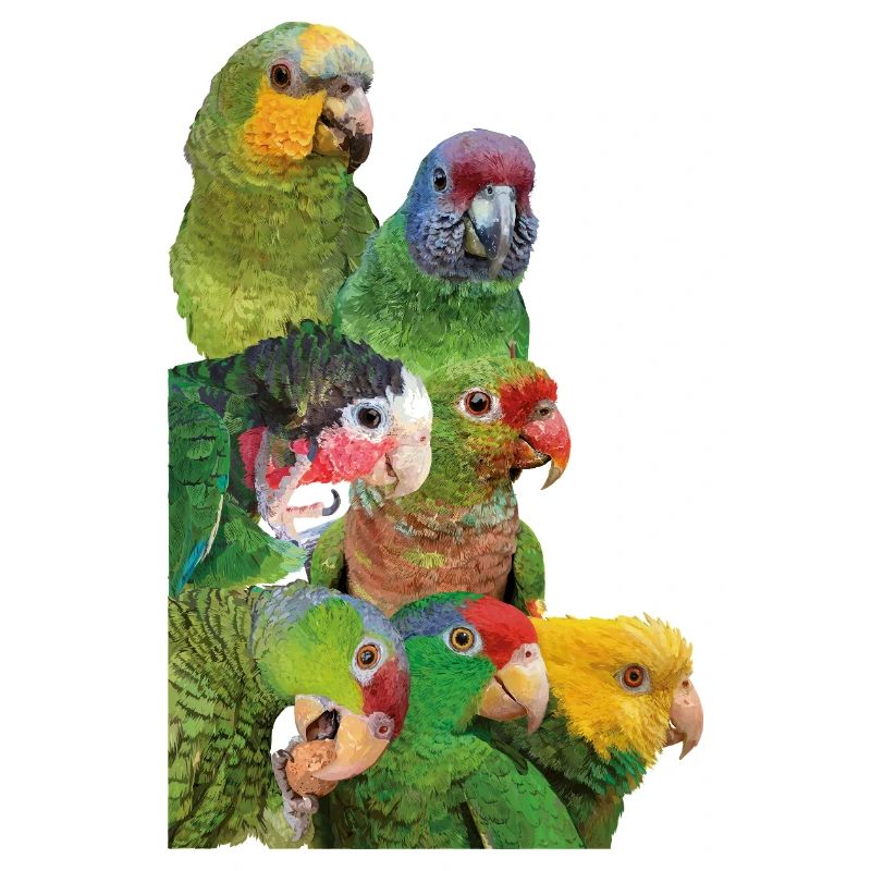 Amazonian parrots