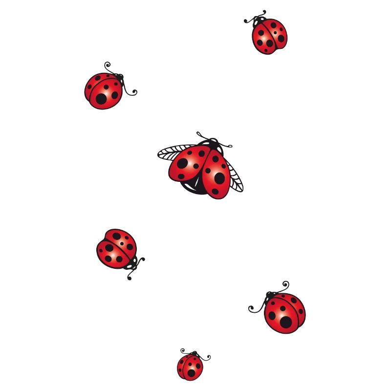 ladybug