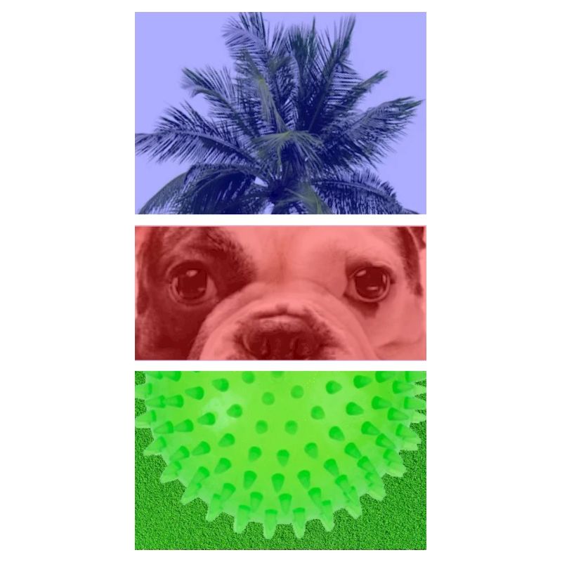 Triptych Palm Tree – Dog – Spikes