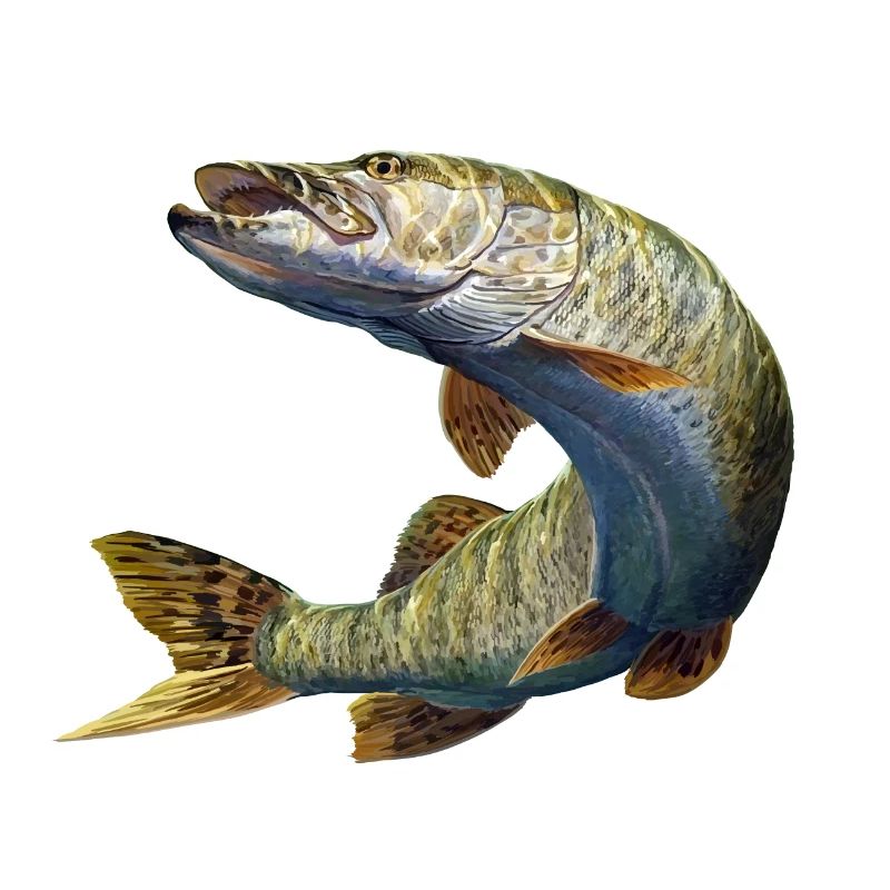 Pike