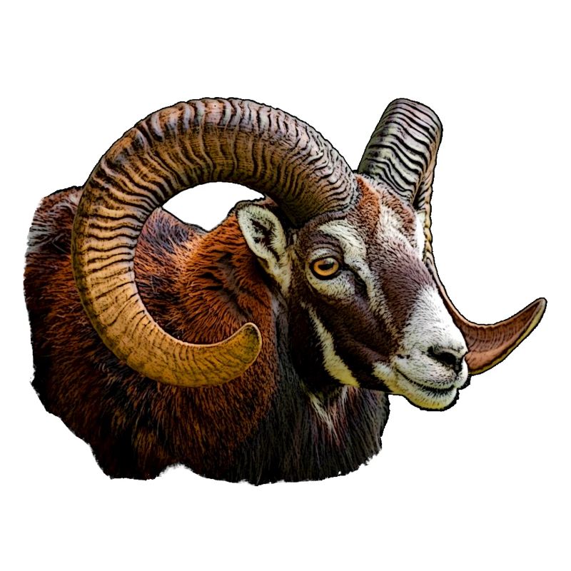 Mouflon Head