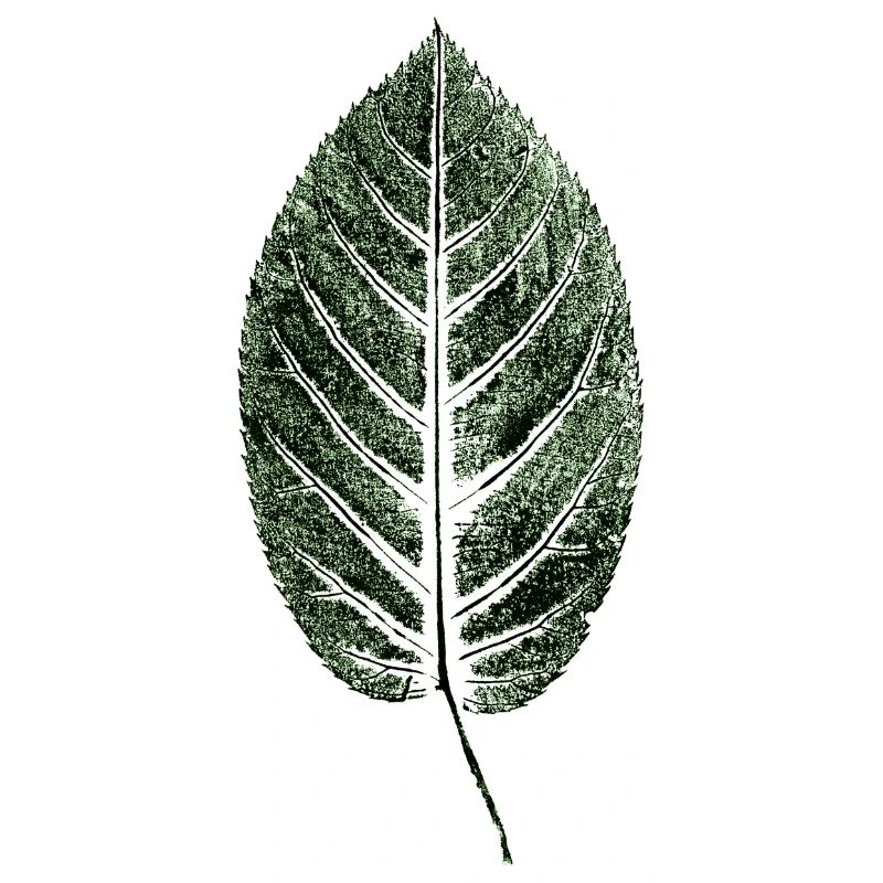 Beech Sheet / Leaf / GREEN