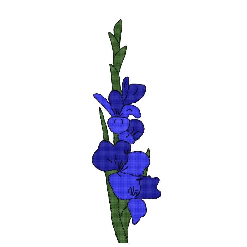 Gladiole blau
