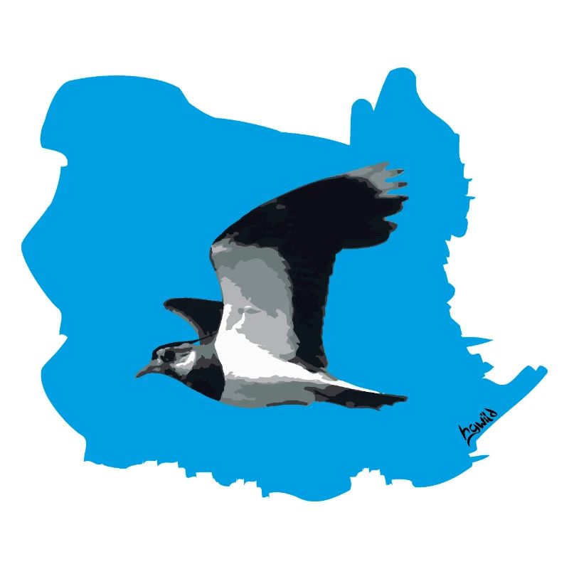 Lapwing (Vanellus vanellus) in flight (BG blue)