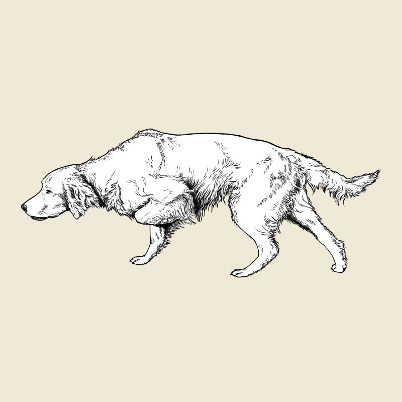 Setter ci-dessus