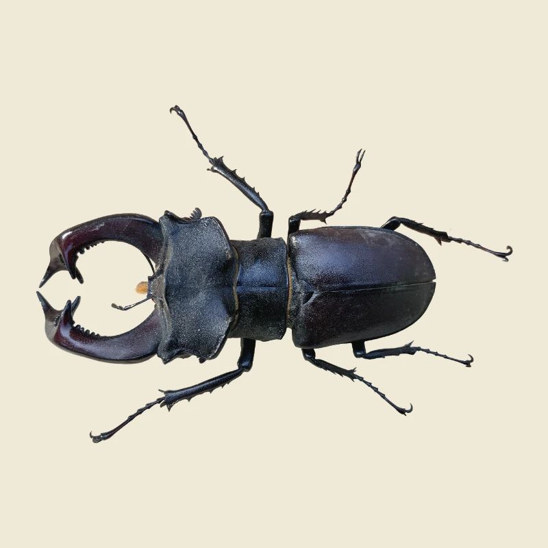 Hirschkäfer 
