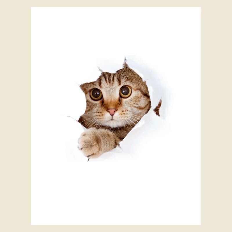 Chaton à coucou à travers une déchirure de papier
