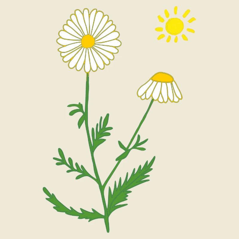 Chamomile with sun