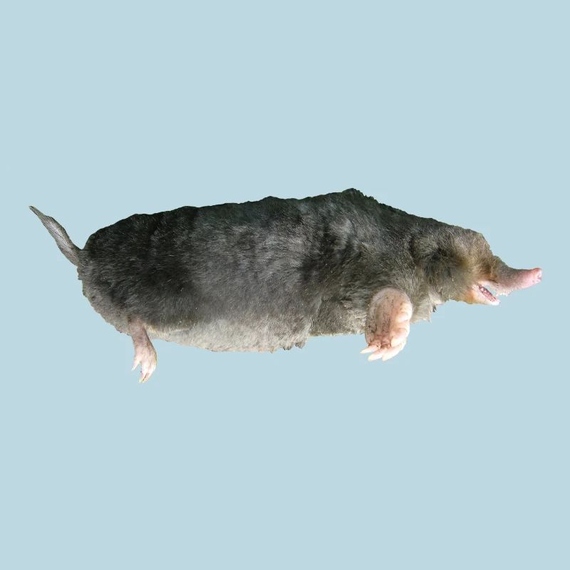 Maulwurf