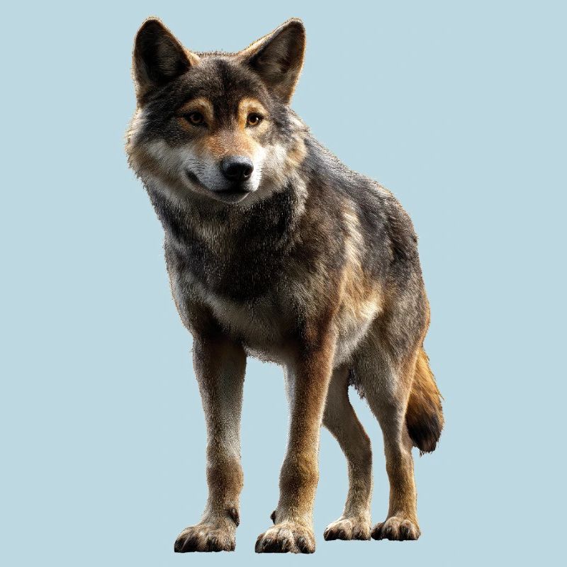 Wolf Love Wolves Wolf Pack Wolfhound Wild Wolf