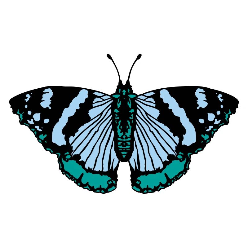 Papillon papillon