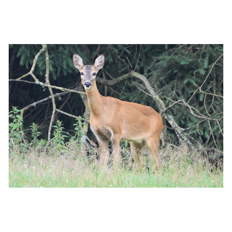 Forêt de cerfs