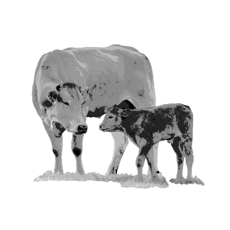 Vache avec veau