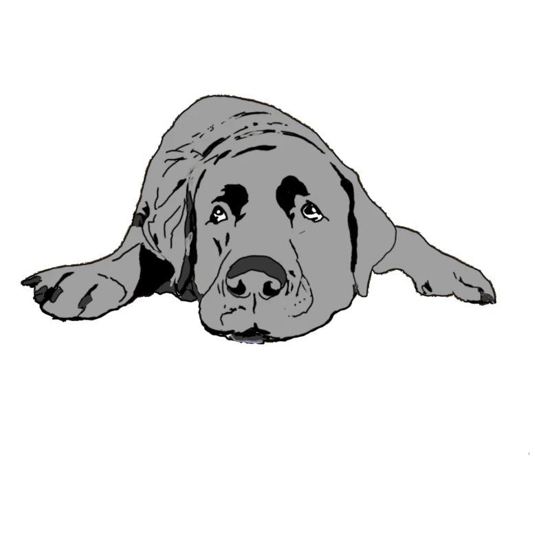 Labrador