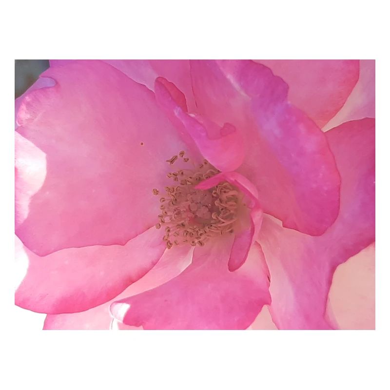 Douce fleur de rose en rose