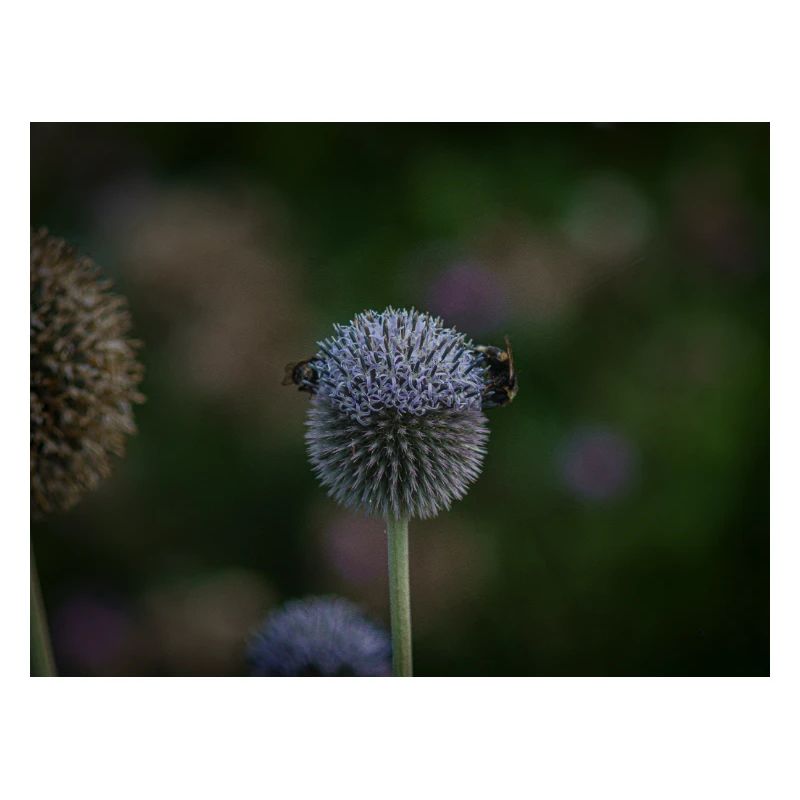 Abeilles sur chardon globe violet
