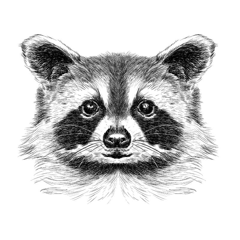 Racoon