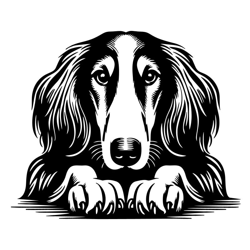 Saluki Kopf mit Pfoten