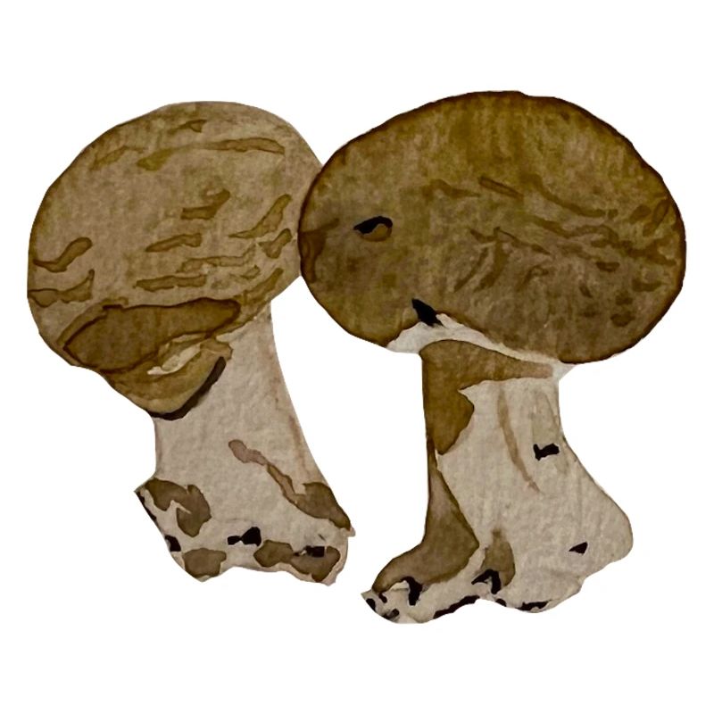 Champignons à l' aquarelle 
