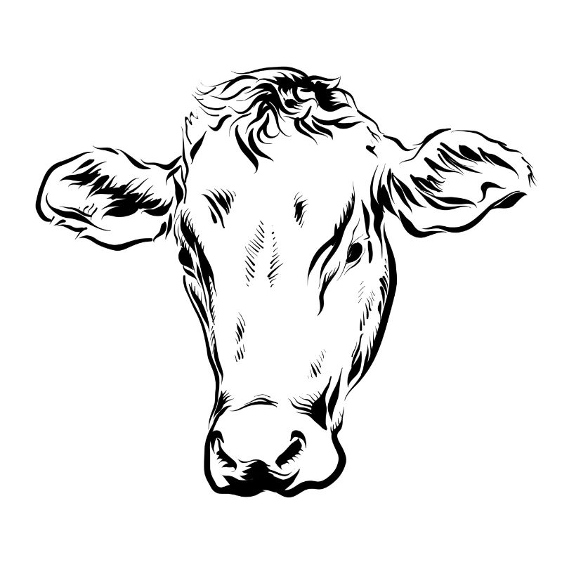 Vache Vaches