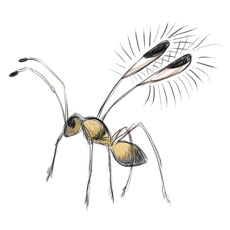 Dessin de minuscule mouche