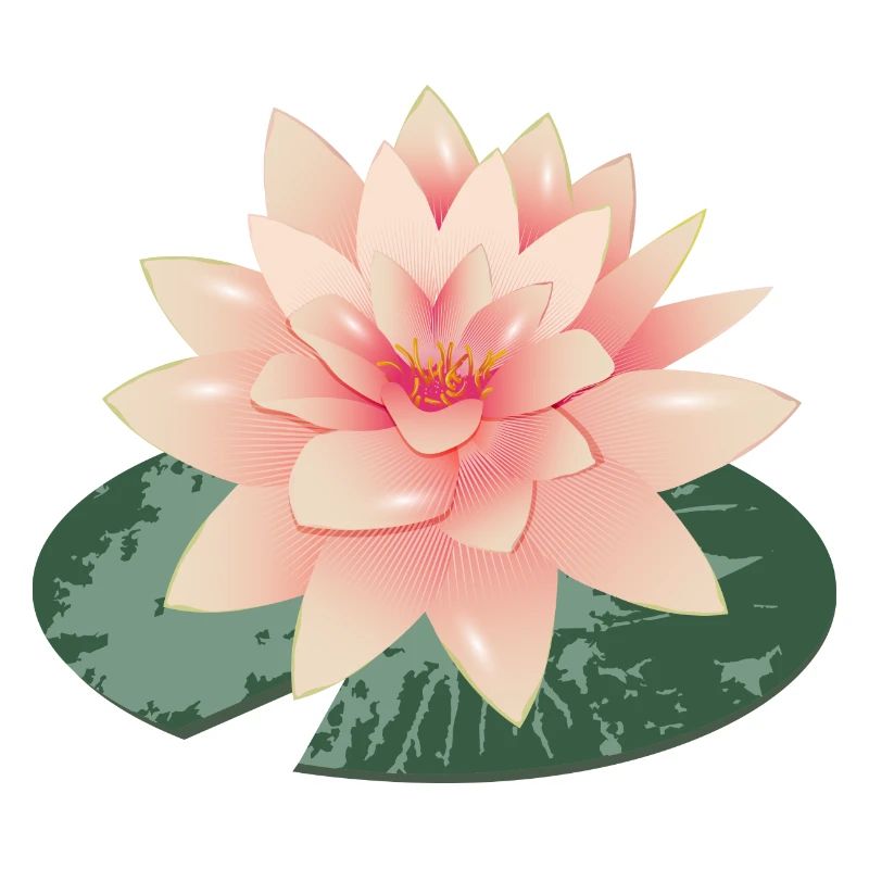 Beau nénuphar avec pétale de nénuphar vert