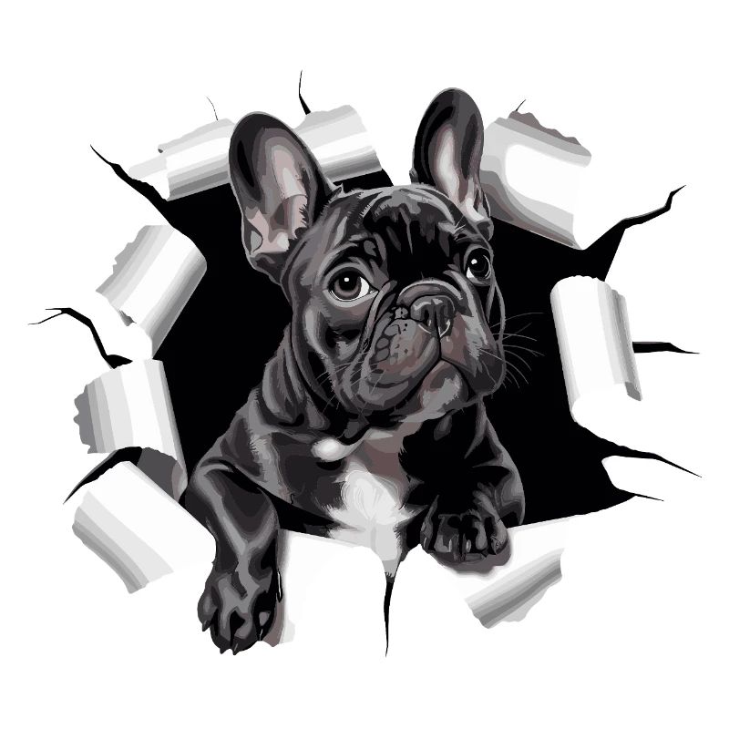 Chiot bouledogue français perce la percée