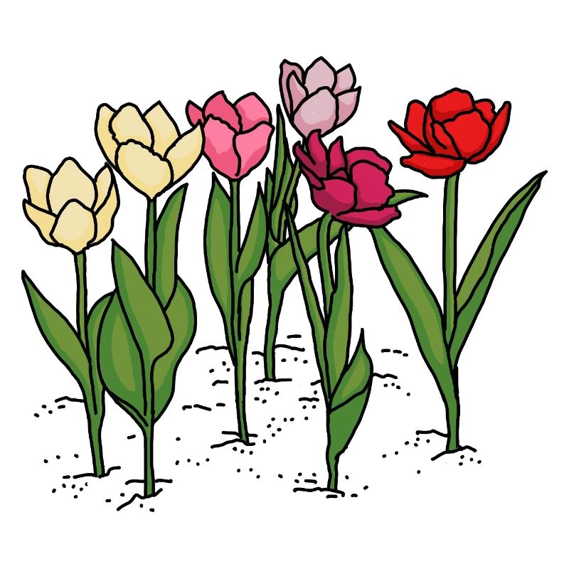 Tulips in spring