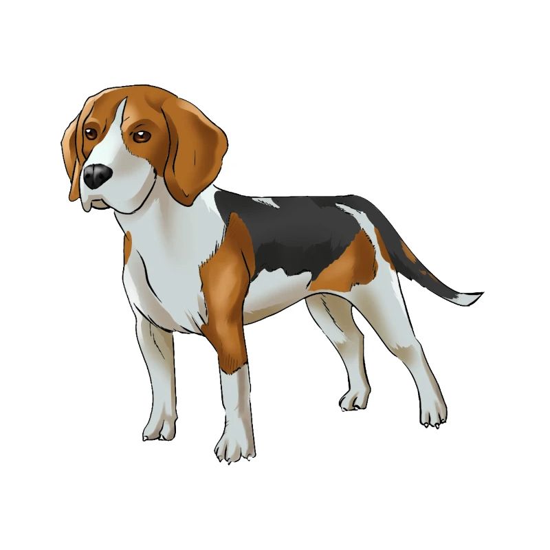 chien Beagle