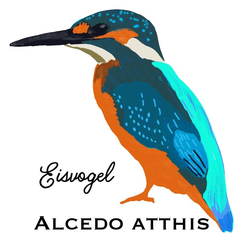 Eisvogel, Wissenschaftliche / Deutsche Bezeichnung